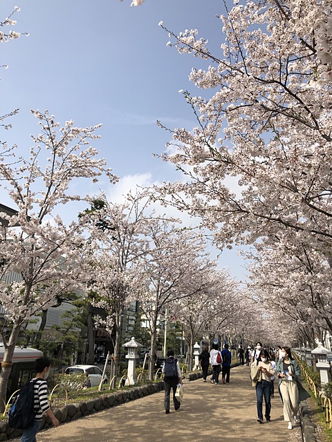 鶴岡八幡宮まで桜並木が続いています