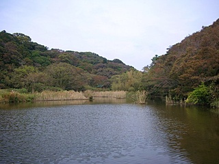 池子の森